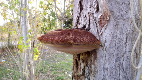 large brown rot mushroom on tree trunk with drops of moisture dripping from below