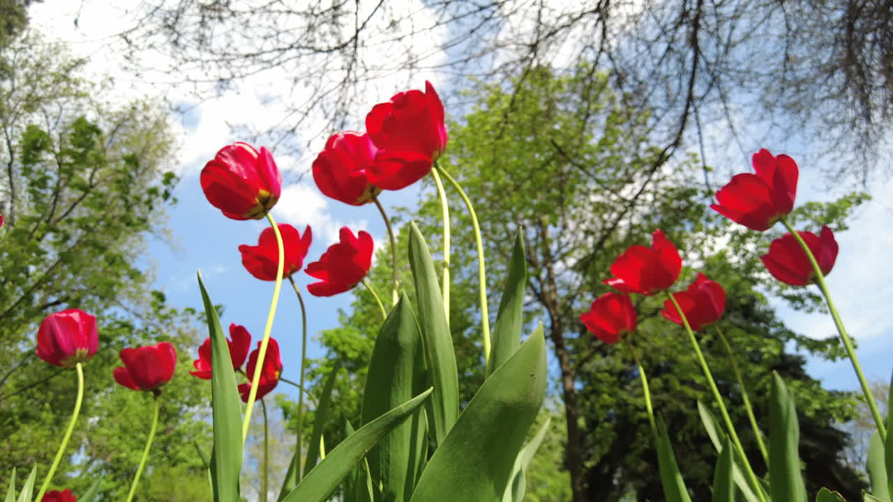 Diversi tulipani rossi che si muovono al vento in un giardino