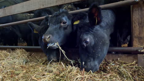 cows put their heads through the fence to eat hay