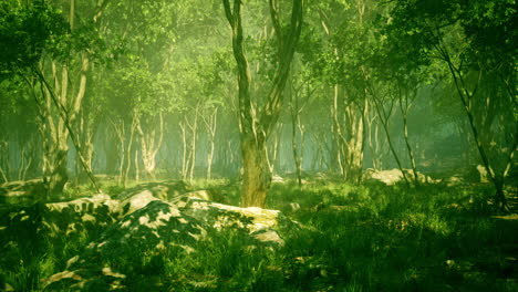 Roots-of-a-tree-in-a-misty-forest