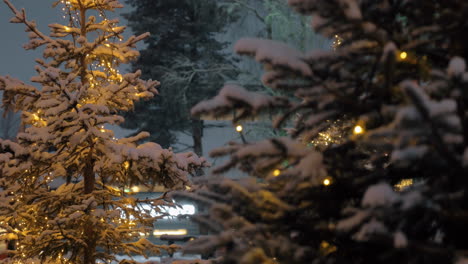 pines with christmas lights in the evening park