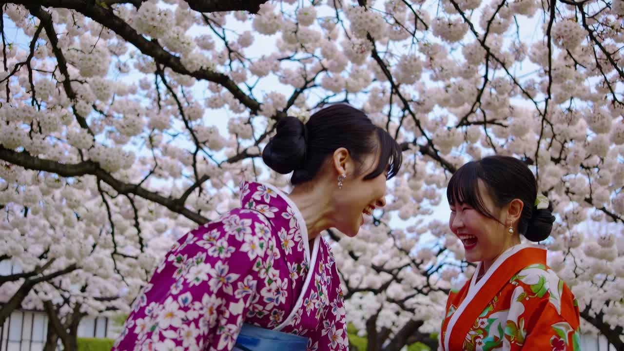 Video ripreso dal basso che cattura due donne in kimono colorati che ridono sotto i ciliegi in fiore.
