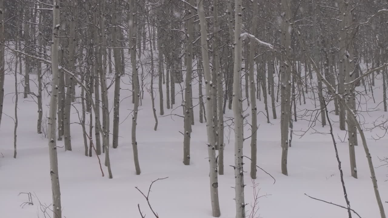 눈이 내리는 폭풍, 추운 가루, 겨울, 아스펜 숲, 눈 어리, 피트킨 카운티, 야생, 구름이 쌓인 회색, 공중 드론, 바위 산, 콜로라도, 바살트, 카르본데일, 소프리스, 마룬, 벨, 애쉬크로프트, 슬라이드, 왼쪽