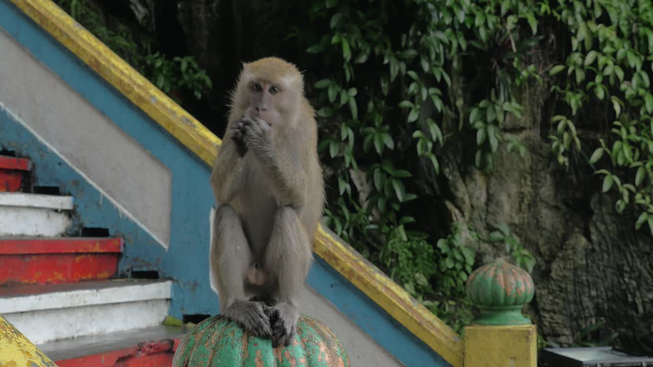 en las cuevas de batu, malasia, un hombre le da comida a un mono y ella está sentada en la barandilla y comiendo.