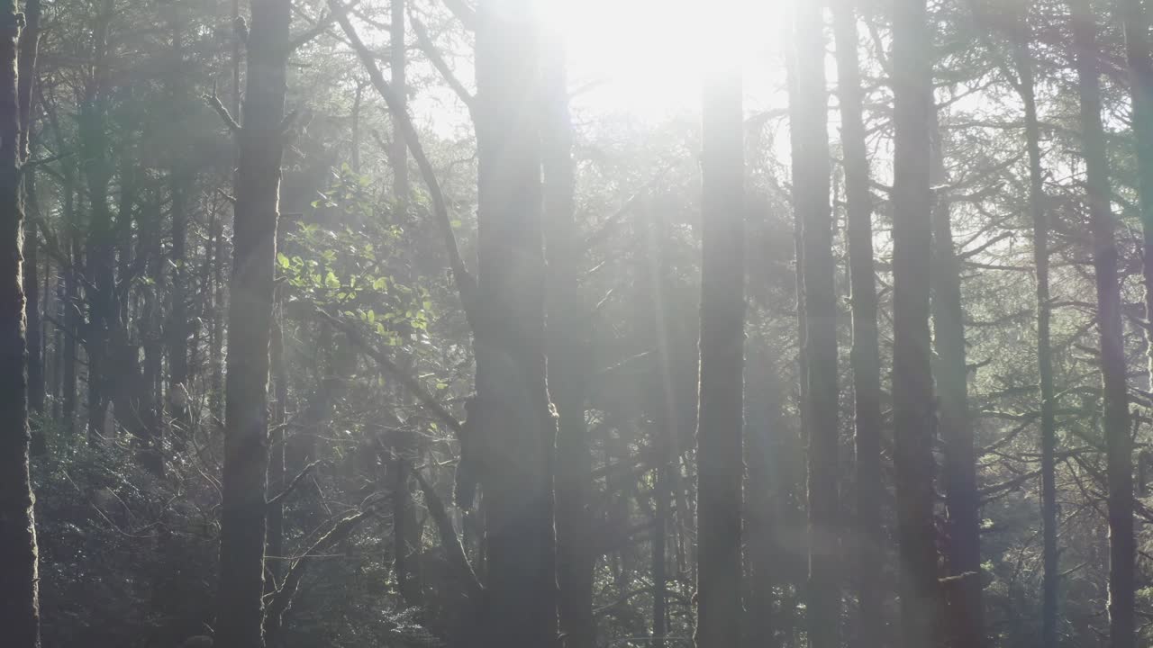 오레곤 해안 숲의 나무를 뒤로 당겨