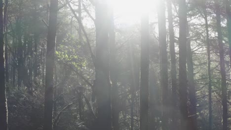 Pull-back-through-the-trees-of-an-Oregon-coast-forest