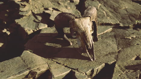 ancient animal skull rests on rocky terrain in a remote landscape