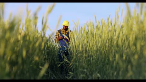 farmer checking wheat crops