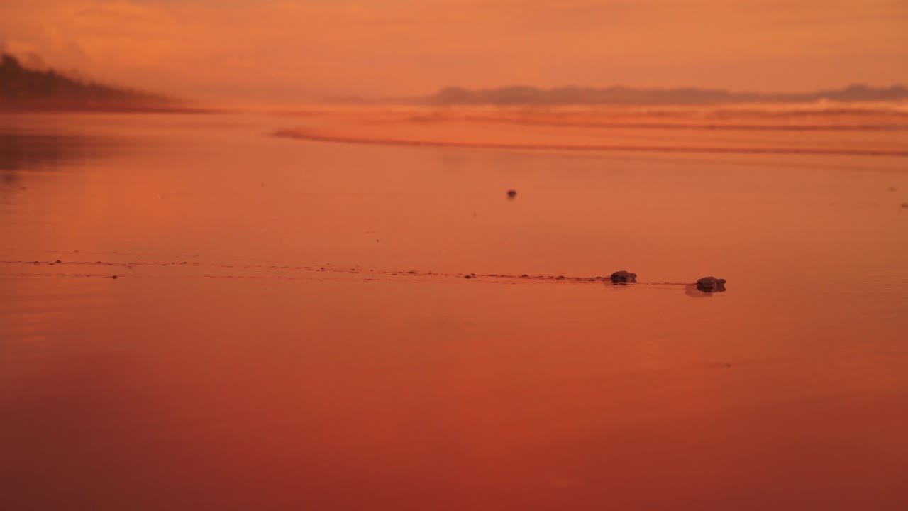 갓 부화한 아기 장수거북이 일몰 무렵 낭만적인 모래 해변에서 코스타리카의 태평양을 향해 첫 발을 내딛고 있습니다.