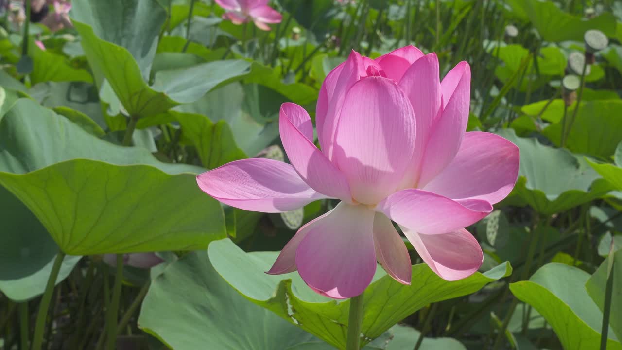 분홍색 잎자루 를 가진 로터스 꽃 근접