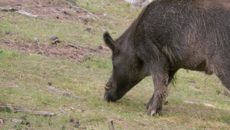 adult male european wild boar sniffing grassy ground on an overcast summer day