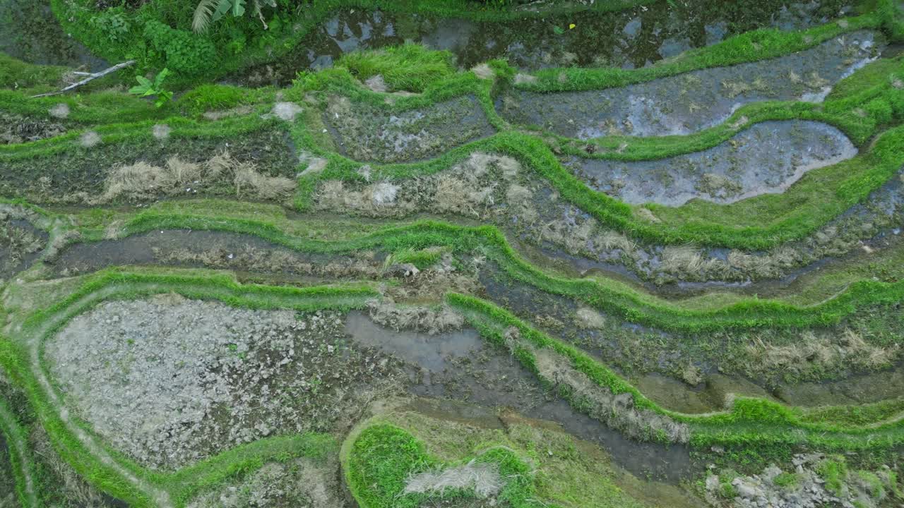 una perspectiva de arriba hacia abajo capturada por un avión no tripulado mientras se eleva con gracia sobre las terrazas de arroz de tegalalang en bali