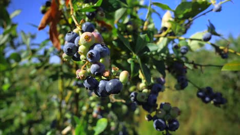 summer, blueberry, blueberries, plant, winery, nature, berry, berry plant, delta