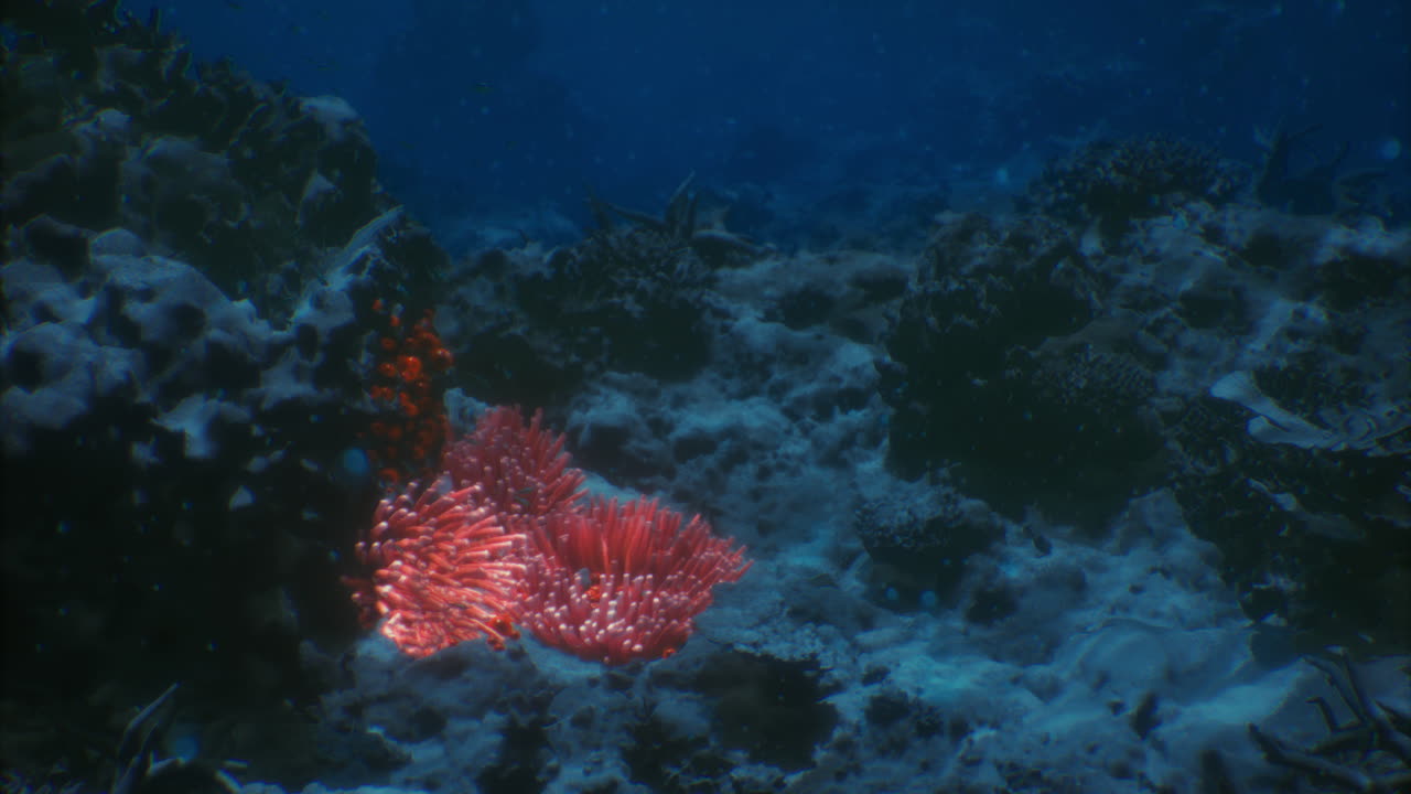 Vivace barriera corallina che prospera in acque tropicali cristalline
