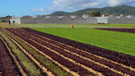 outdoor lettuce cultivation field, iceberg endive, blue sky, purple lettuce sprouts, organic and natural food with greenhouses behind