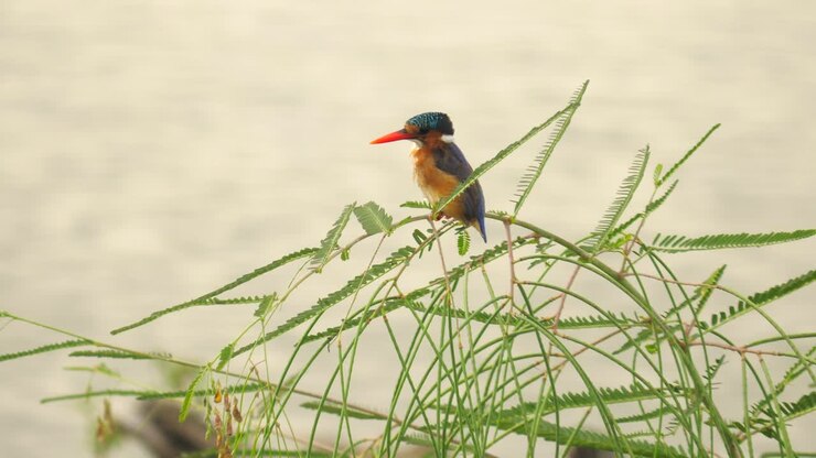 Martino pescatore malachite davanti all'acqua increspata, guarda a sinistra mentre è posato su una canna verde ondeggiante.