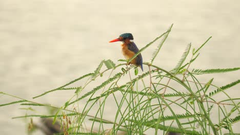 Malachit-Eisvogel-Vor-Plätscherndem-Wasser,-Blickt-Nach-Links,-Während-Er-Auf-Einer-Schwankenden-Grünen-Schilfpflanze-Sitzt