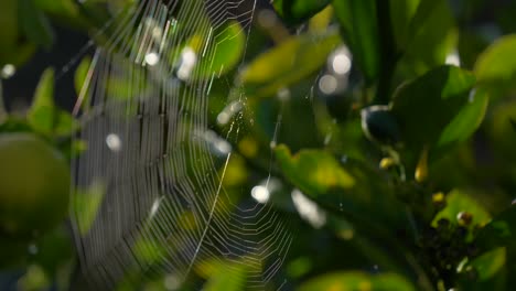 spider web glistens during sunrise or sunset