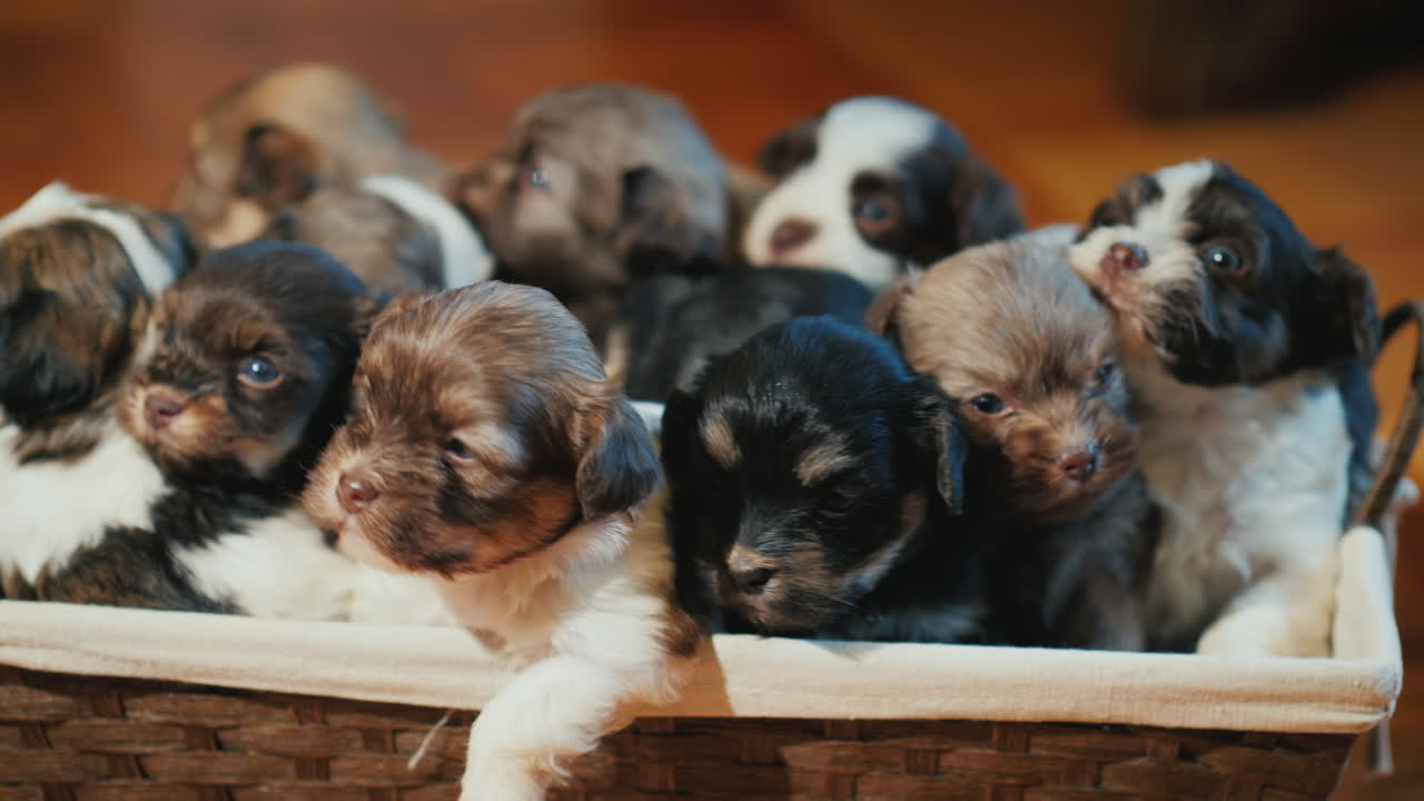 una caja de lindos cachorritos en el suelo