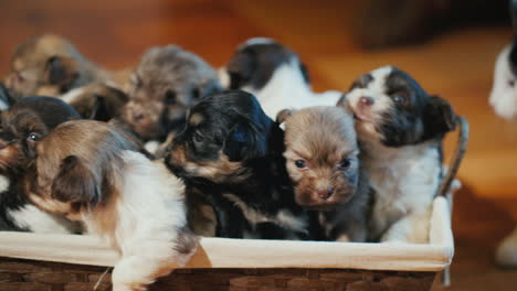 Una-Caja-De-Lindos-Cachorritos-En-El-Piso