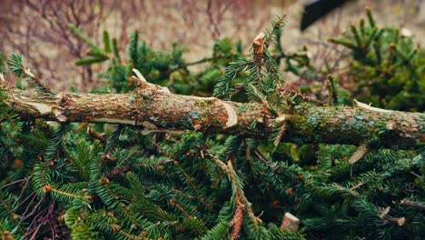 close up of removing branches using an ax
