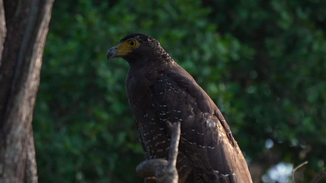 Majestic eagle perched in Yala National Park, captured in soft evening light