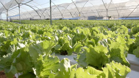 growing hydroponic lettuce in greenhouse, showcasing sustainable agriculture techniques, copy space