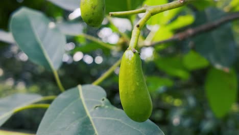 fruta verde y inmadura colgando de una rama de un árbol