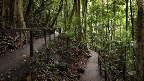 View-of-walking-trails-and-forest,-Natural-Bridge,-Springbrook-National-Park