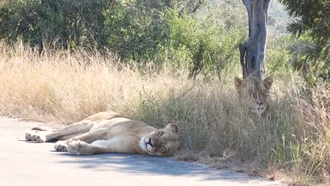 Leonas-Relajándose-Bajo-La-Sombra-Del-árbol-Y-Tumbadas-En-El-Suelo-Del-Parque-Nacional-Kruger