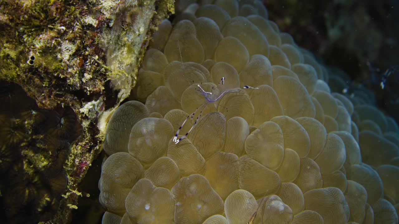 Ancylomenes longicarpus, cleaner shrimp or anemone partner shrimp. Red sea.