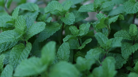 Tiro-Cambiante-De-Hojas-De-Menta