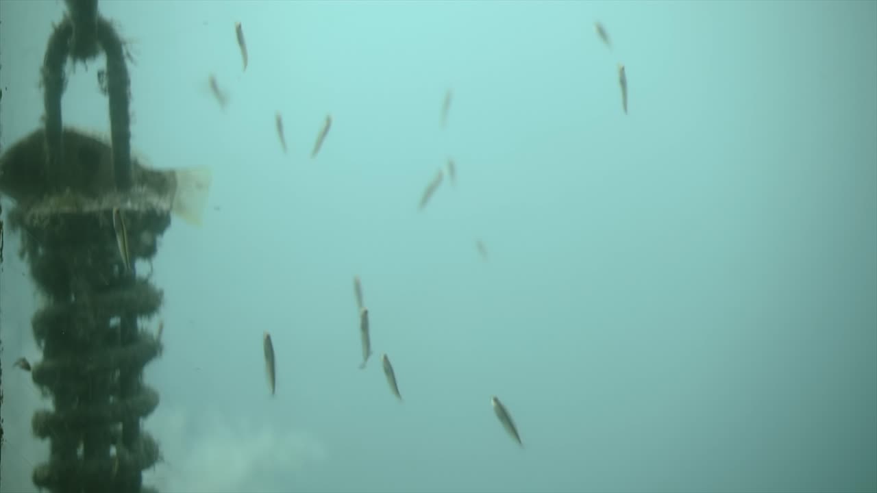 물 속 의 물고기 들 의 장면