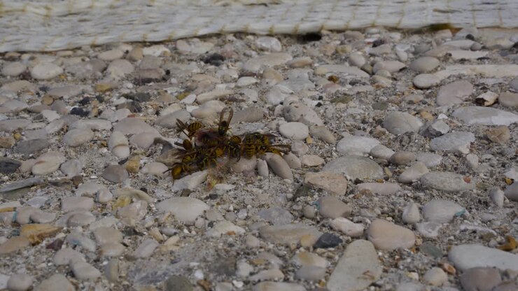 Vespe che mangiano pesce su un fondo di ciottoli lasciando solo lo scheletro, uno sciame di calabroni.