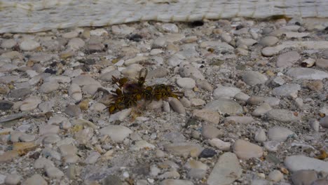 Wespen,-Die-Fische-Auf-Dem-Kieselboden-Essen,-Lassen-Nur-Das-Skelett,-Herde-Von-Hornissen