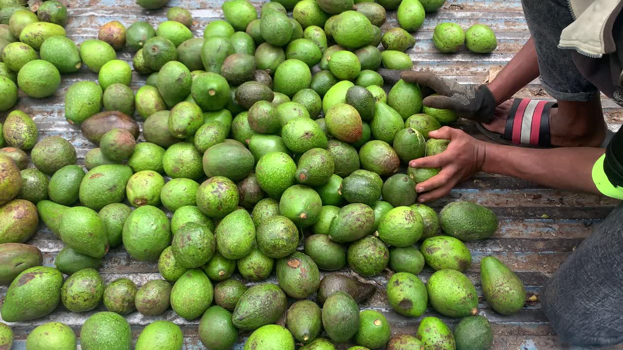 Fruit worker is pushing the fruit avocado to unload them of the car pickup to the boxes.