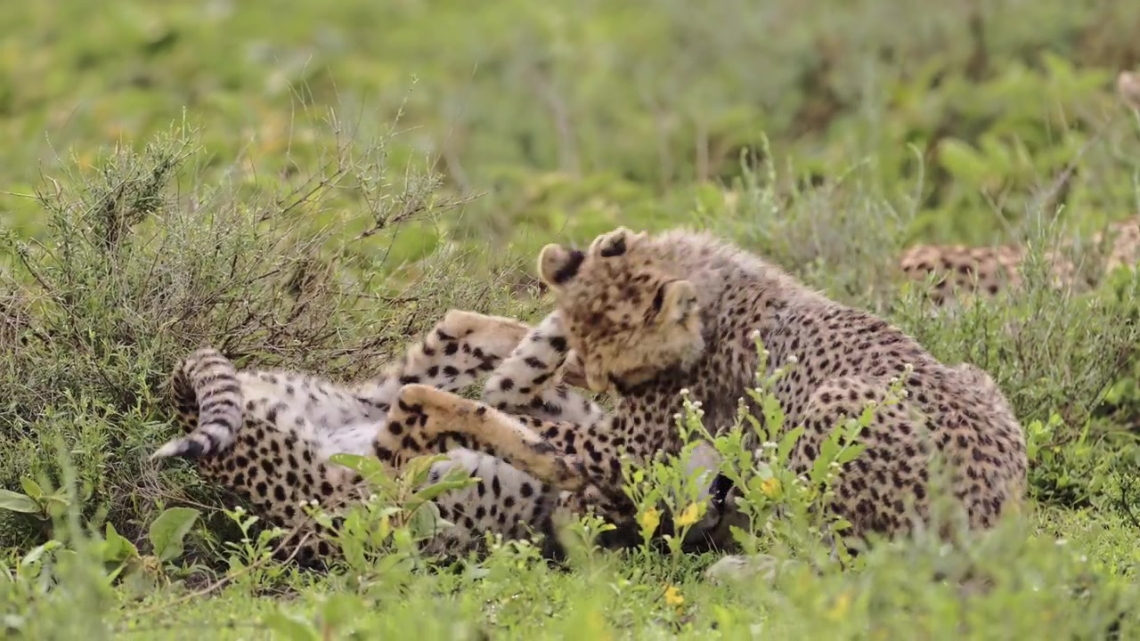 Funny Baby Animals Shot of Cheetah Cubs, Africa Animals and Cheetahs Cub Playing in Tanzania Being Playful in Serengeti National Park on African Wildlife Safari Game Drive with Rough and Tumble