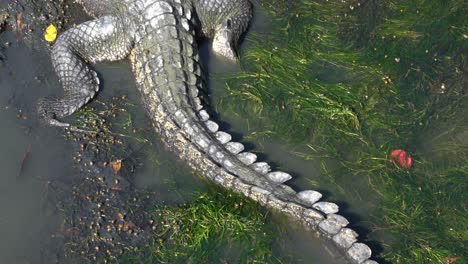 un metraje detallado de un cocodrilo parado en el agua desde arriba en méxico