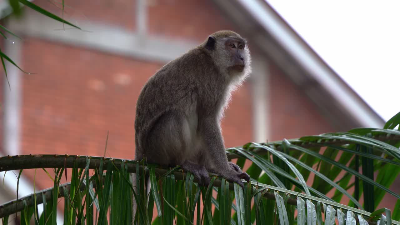 macaco comedor de cangrejos o macaco de cola larga, macaca fascicularis avistado en el área de vivienda, subiendo a la punta de la palmera, rascándose el trasero con la mano y preguntándose por su entorno