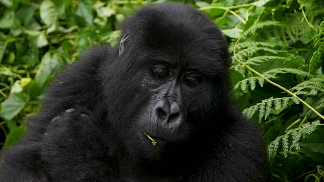 un primer plano, 4k gimbal de un gorila de montaña maduro en peligro de extinción, que vive entre su hábitat natural de la selva, bwindi impenetrable bosque parque nacional de uganda, áfrica
