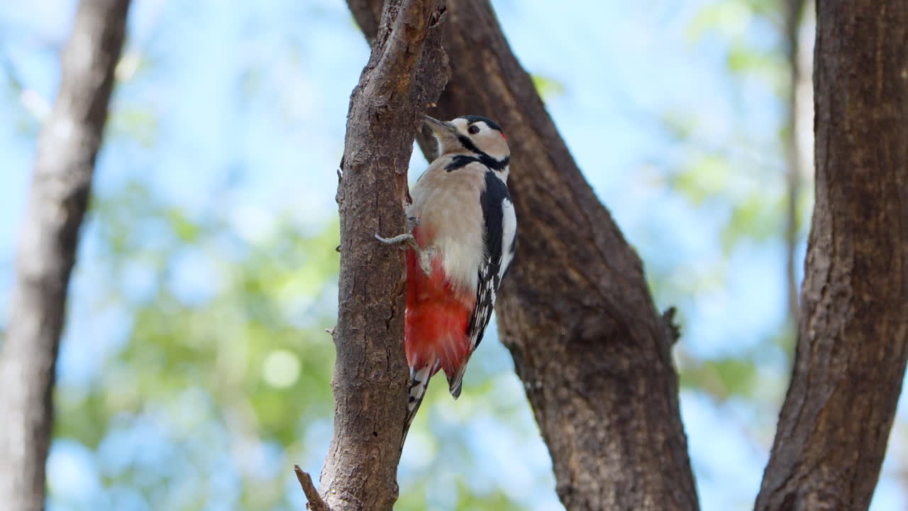 gran pájaro carpintero manchado peca el tronco del árbol buscando insectos bajo la corteza - primer plano