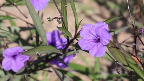 vibrant purple flowers gently moving in wind