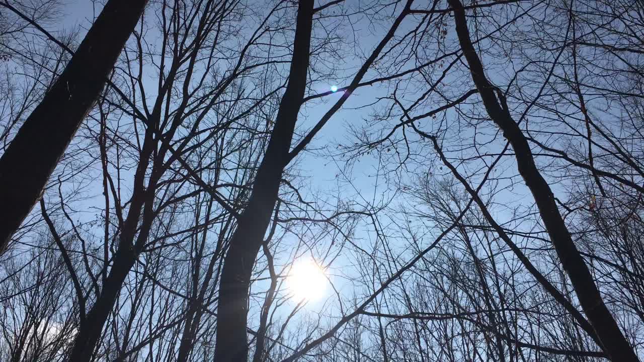 이른 봄에 해가 하늘에 떠 있고 햇빛이 나뭇가지를 통해 들어오는 숲길을 걷고 있다