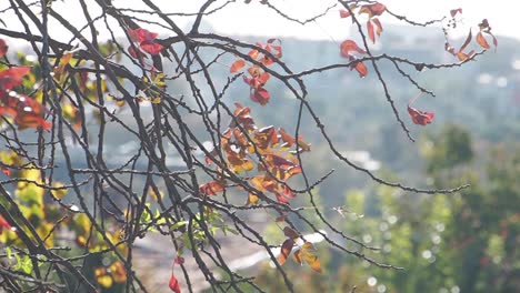 Autumn Leaves on Branches