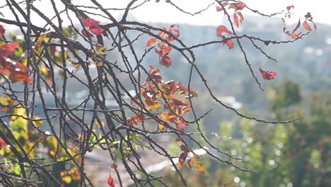 autumn leaves on branches