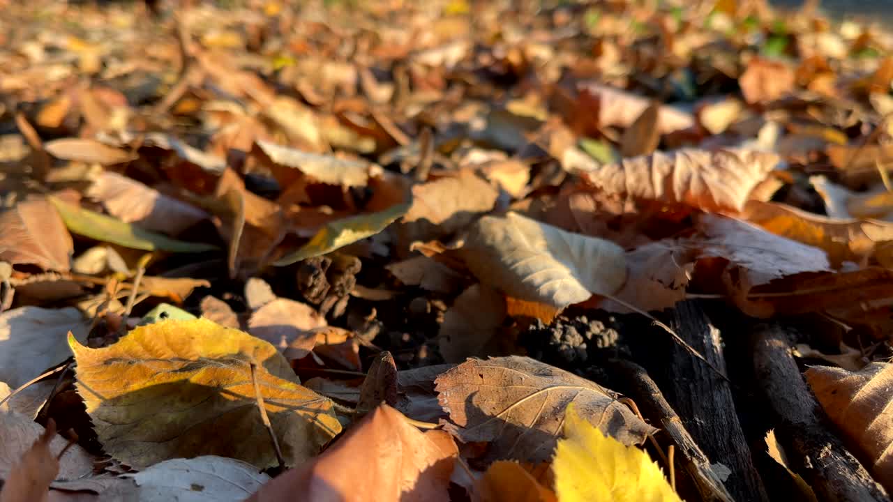 Close-up of dry autumn leaves on the ground, with warm sunlight highlighting shades of brown and yellow.