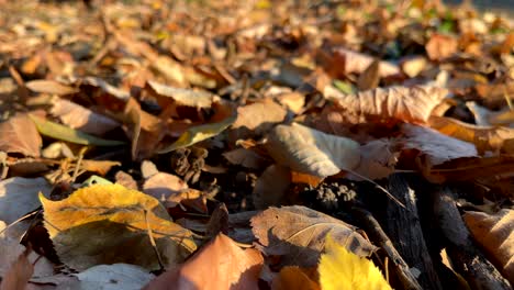 close-up of dry autumn leaves on the ground, with warm sunlight highlighting shades of brown and yellow.