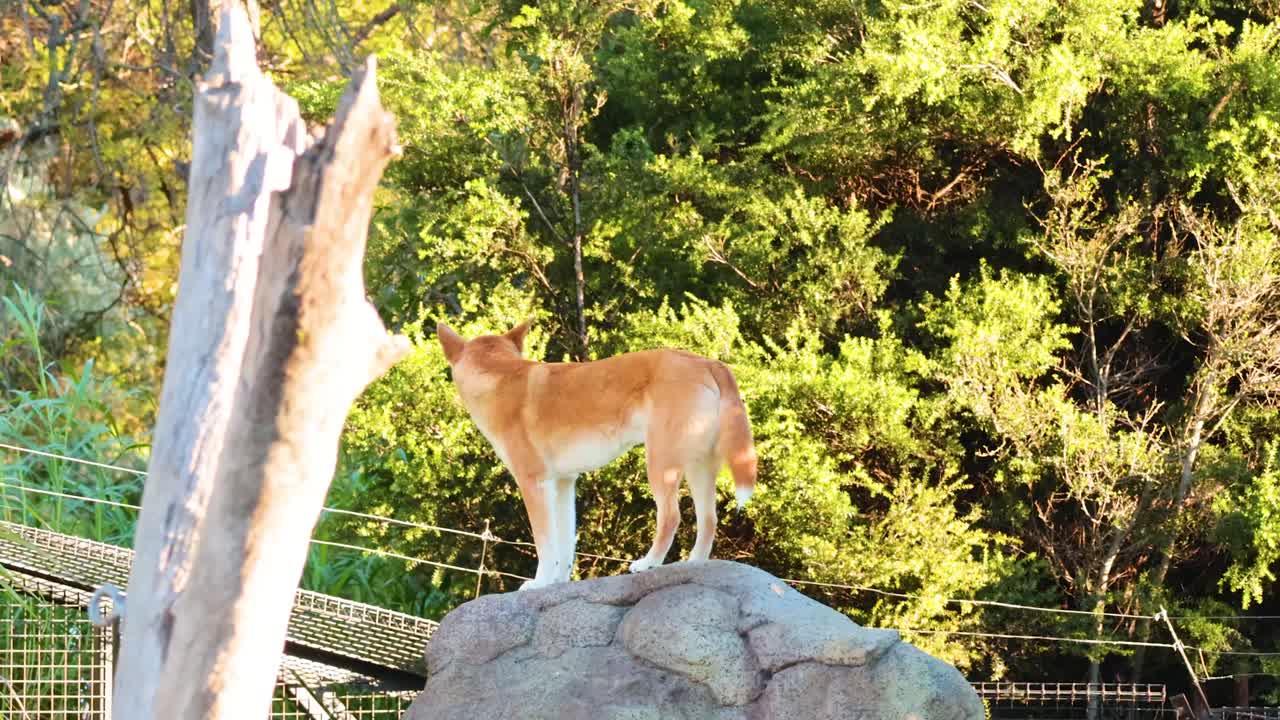 딩고는 바위 위에 서서 주변을 관찰합니다.