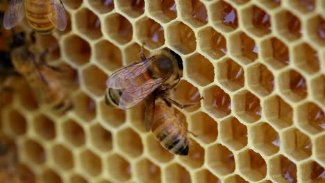 Abeja-Alimentándose-De-Miel-En-Colmena