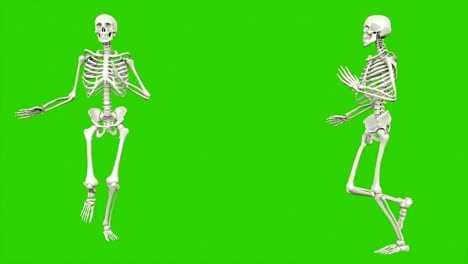 el esqueleto corriendo. animación de bucle sin costuras en pantalla verde.